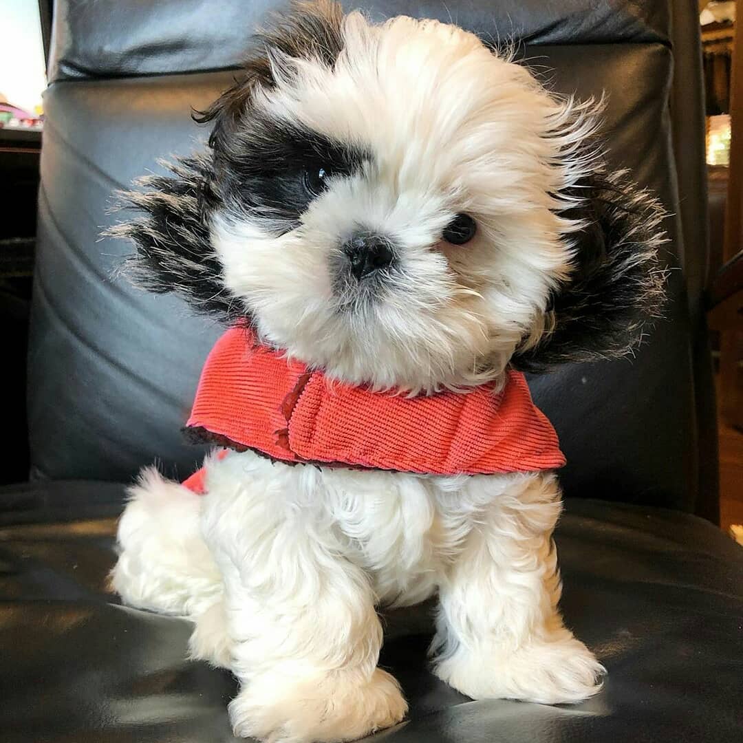 Luna the Shih Tzu puppy